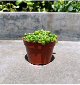 Resim Tespih Çiçeği Senecio Rowleyanus 5 Adet 