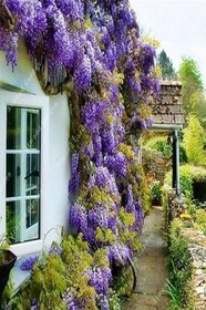 Resim Wisteria Sinensis Kokulu Çin Morsalkım Mor Salkım Fidanı 20-40 Cm, kıjggyıknh35 