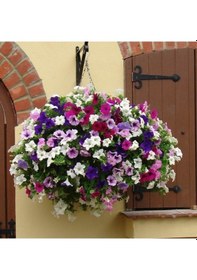 Resim Potunia Plus Serisi Mixed Petunya Fidesi 5 Adet 