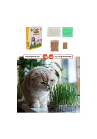 Resim 3 Adet Doğal Kedi Çimi Fileli Ve Kutulu Tüy Yumağı Önleyici 
