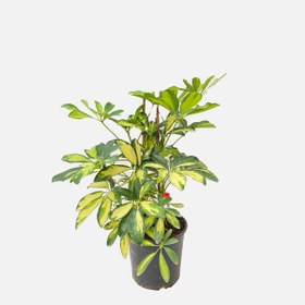 Resim Bauhaus Şeflera Çiçeği İkili 