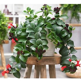 Resim Ruj Çiçeği (Aeschynanthus) - Askılı Saksıda 