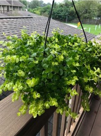 Resim Zemin Örtücü Sarı Kız Çiçeği 1 Adet Makrome Saksılı 30-40cm Lysimachia Nummulari 