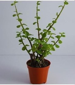 Resim Yeşim (Para) Çiçeği (20-40 Cm) 