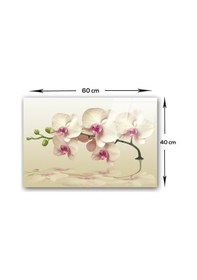Resim Decorita Krem Orkide | Cam Ocak Arkası Koruyucu | 40cm x 60cm 