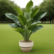 Resim 47 İnç Ekstra Büyük Yapay Muz Ağacı, İç ve Dış Mekan Kullanımına Uygun. Yemyeşil Gerçekçi Yapraklar ile Ev, Ofis, Bahçe Dekorasyonu, Noel, Cadılar Bayramı, Oktoberfest, Anneler Günü ve Daha Fazlası için İdeal – Saksısız, Şık & Pratik Her Alanı Aydınlatır 