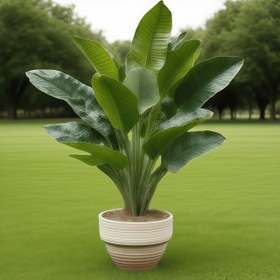 Resim 47 İnç Ekstra Büyük Yapay Muz Ağacı, İç ve Dış Mekan Kullanımına Uygun. Yemyeşil Gerçekçi Yapraklar ile Ev, Ofis, Bahçe Dekorasyonu, Noel, Cadılar Bayramı, Oktoberfest, Anneler Günü ve Daha Fazlası için İdeal – Saksısız, Şık & Pratik Her Alanı Aydınlatır 