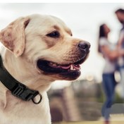 Resim Taktik Köpek Tasmaları, Kontrol Sapı Ve Ağır Hizmet Tokası İle Ayarlanabilir Köpek Eğitim Naylon Tasma, Açık Hava Yürüyüş Eğitimi İçin 