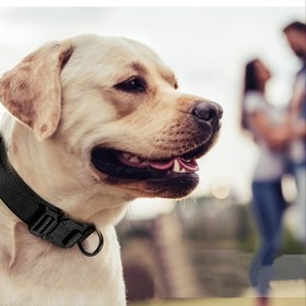 Resim Taktik Köpek Tasmaları, Kontrol Sapı Ve Ağır Hizmet Tokası İle Ayarlanabilir Köpek Eğitim Naylon Tasma, Açık Hava Yürüyüş Eğitimi İçin 