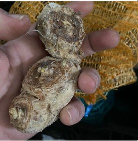 Resim Mix Karışık Crystal Blysh Calla Gala Çiçeği Soğanı 3 Adet Soğan 