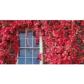 Resim Amerikan Sarmaşığı Parthenocissus Quinquefolia 3 Adet 