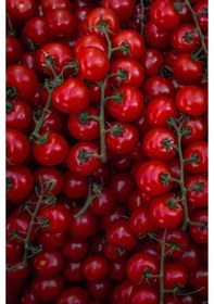 Resim 100 Adet Large Red Cherry Domates Tohumu 