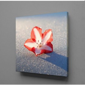 Resim Kırmızı Beyaz Çiçek Tanesi Kanvas Tablo 