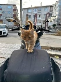 Resim Motobros Kanuni Cheetah 125 ile uyumlu Motosiklet Siyah Sele Kılıfı Örtüsü Brandası-122992 
