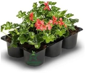 Resim Pembe Renk Sakız Sardunya Fidesi 3 Adet Saksılı 10-25Cm Pelargonium Peltatum 