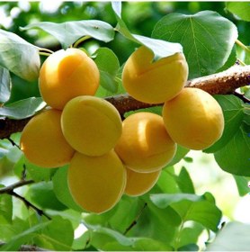 Resim Tüplü Aşılı Ninfa Cinsi Kayısı Fidanı +80cm 