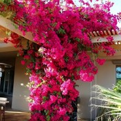 Resim 3'lü Set Gerçekçi Yapay Bougainvillea Dalları - Yüksek Antioksidan, Gerçek Dokunuşlu Sahte Çiçekler Ev & Dış Mekan Dekoru için, Düğünler, Doğum Günleri ve Bayramlar için Mükemmel 