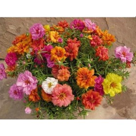 Resim 10 Adet Katmerli Kedi Tırnağı Çiçeği Tohumu 