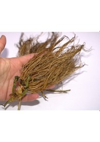 Resim Sweet Charlie Çilek Fidesi 150 Adet Yediveren Çilek Fide Açık Kök 
