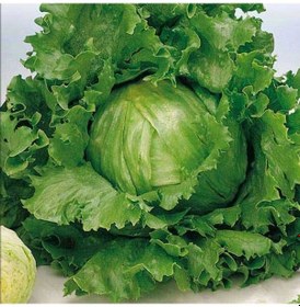 Resim Geleneksel Tohumlar Geniş Yaprak Great Lakes Marul Tohumu 100 Tohum 