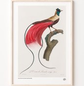 Resim Kırmızı Cennet Kuşu, Poster 