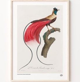Resim Kırmızı Cennet Kuşu, Poster 