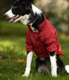 Resim Kırmızı Köpek Montu - 6 