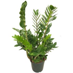 Resim Zamia Zamioculcas (Zeze Çiçeği) Ø21 CM Y90-100 CM 