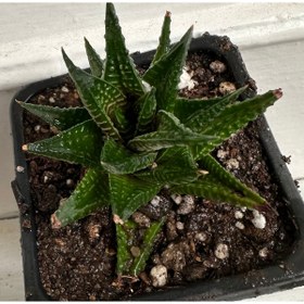 Resim ATABEY ÇİÇEK Howarthia limifolia sukulent 