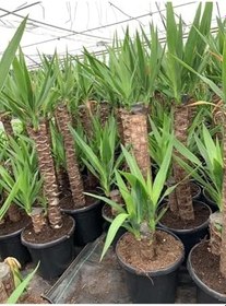 Resim Iki Gövdeli Yuka Çiçeği 