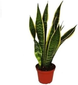 Resim Yeşil Kılıç Fidanı 20Cm 40Cm 
