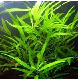 Resim Hygrophila Salicifolia Saksı Canlı Bitki 