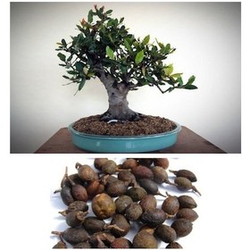 Resim Defne Ağacı Tohumu 60 Adet - Laurus Nobilis 