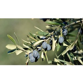 Resim Trilye Gemlik Zeytin Fidanı 2 Adet 