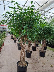 Resim 5 Yaş Örgülü Ficus Benjamin Çiçeği 