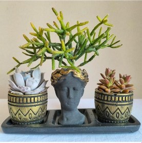 Resim Echeveria & Rhipsalis & Sedum 3'lü Sukulent Seti | Helen Siyah & Gold Seri 