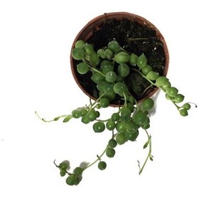 Resim Senecio Herreianus (Tesbih Çiçeği) Ø5,5 CM Y0-10 CM 