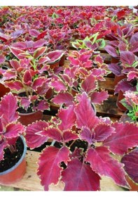 Resim Yaprak Güzeli Kolyos Çiçeği 10 Adet 