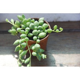 Resim Tesbih Çiçeği 5 Adet 