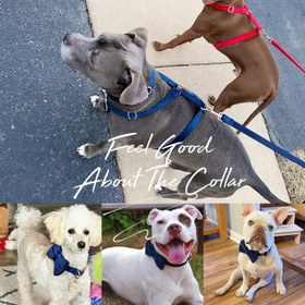 Resim Dog Collar Named Navy Blue Velvet Collar 146814 - Chest Collar / S 