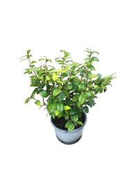 Resim Çok Yıllık Büyük Boy Kamelya Çiçeği Beyaz Çiçekli 