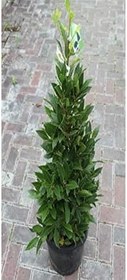 Resim Tüplü 60-80 Cm Defne Ağacı (Laurus Nobilis) Fidanı Bahçevilya 