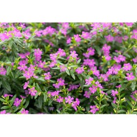 Resim Mezarlık Kabir Çiçeği / Cennet Çiçeği 20 Adet 