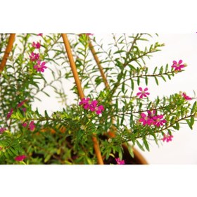 Resim Kufeya Cennet Çiçeği Pembe Askılı Saksıda 2 Adet 