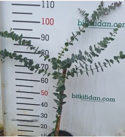 Resim 2 Yaş Okaliptus Sıtma Ağacı 100-120 Cm 