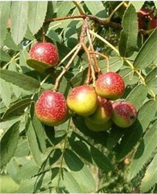 Resim Üvez Hövez Fidanı Tüplü 