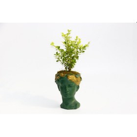 Resim Bonsai Helen Buxus - Yeşil 