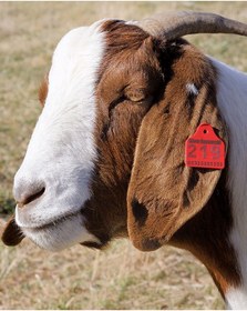Resim Küçükbaş Kulak Küpesi 350 Adet Yeşil Renkli 
