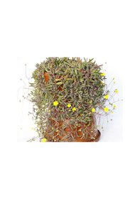 Resim Sarı Tesbih Çiçeği 2 Adet - Askılı Saksıda 1837 