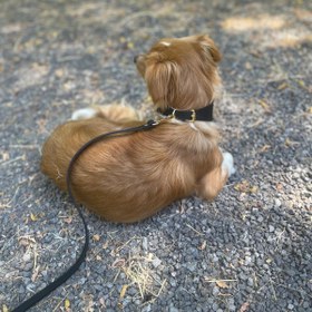 Resim Poco Black Leather Dog Leash - Kırmızı / Gümüş 